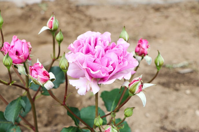 山梨県笛吹市の花バラ　