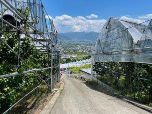 さくらんぼ狩り　山梨観光