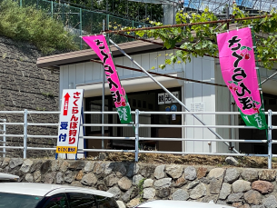 さくらんぼ狩り　山梨観光　石和温泉