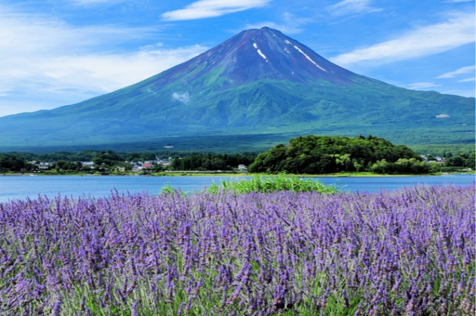 ラベンダーと富士山