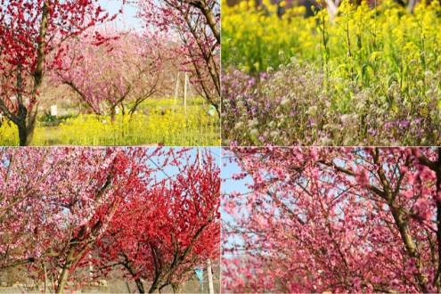 桃の花