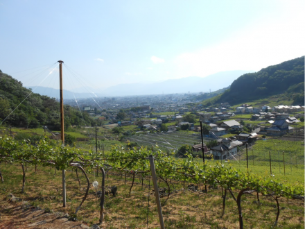 甲府盆地を見下ろせるぶどう畑