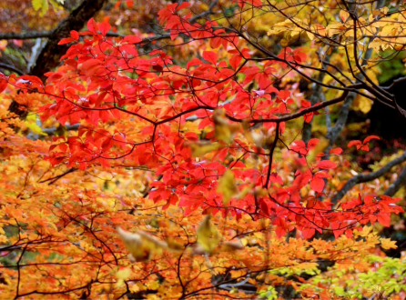 西沢渓谷の紅葉