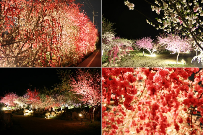 夜桜